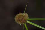 Cuban bulrush